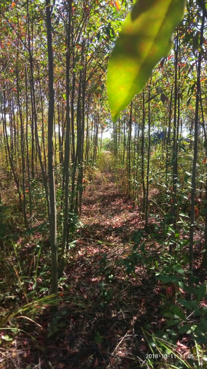 大量供应4-8公分杜英苗