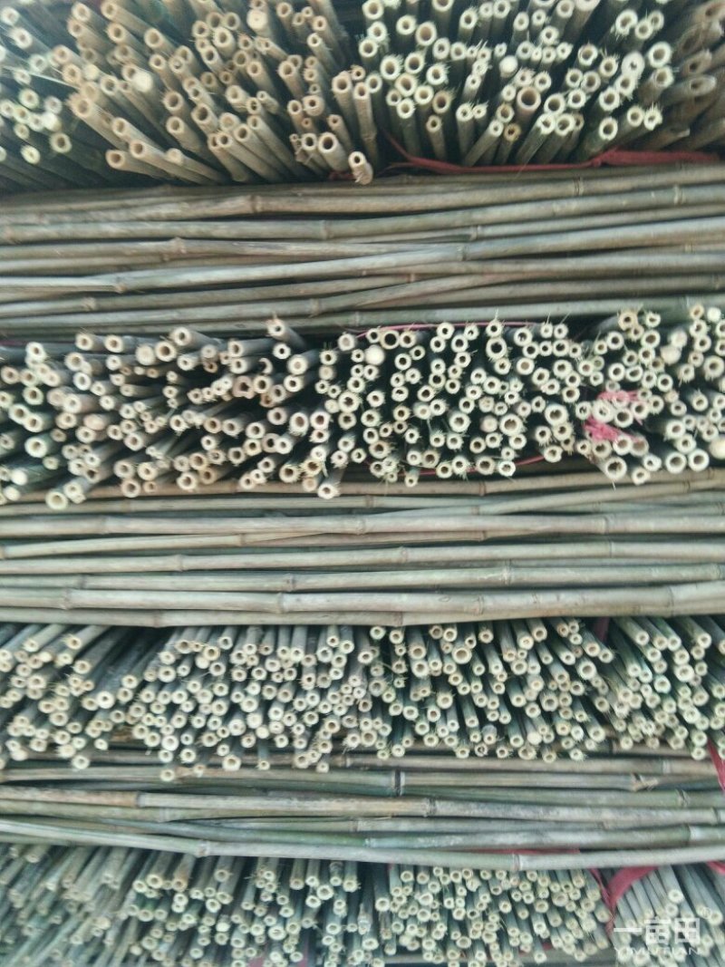 大楠竹！金竹小竹竿！菜价竹架板