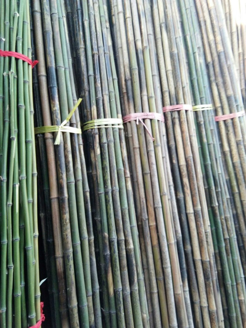 大楠竹！金竹小竹竿！菜价竹架板