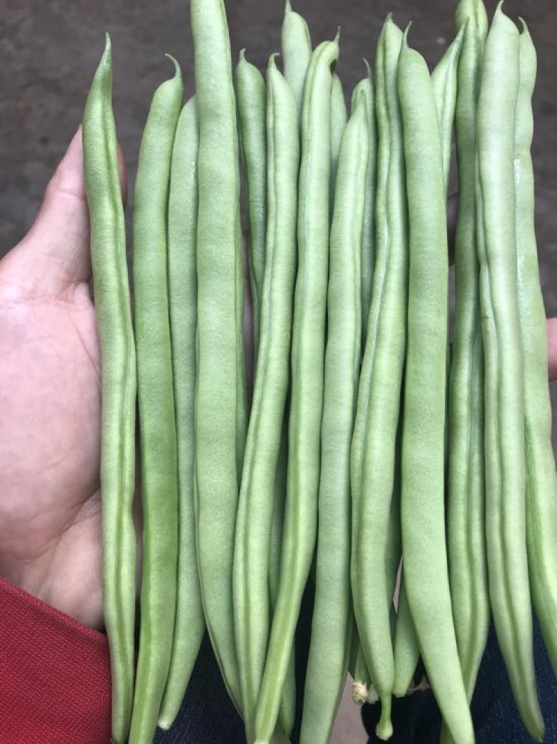 四季豆，诚信代办代发各种货，有需求的联系