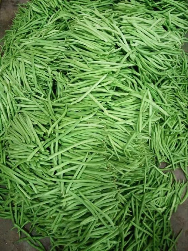 四季豆，诚信代办代发各种货，有需求的联系