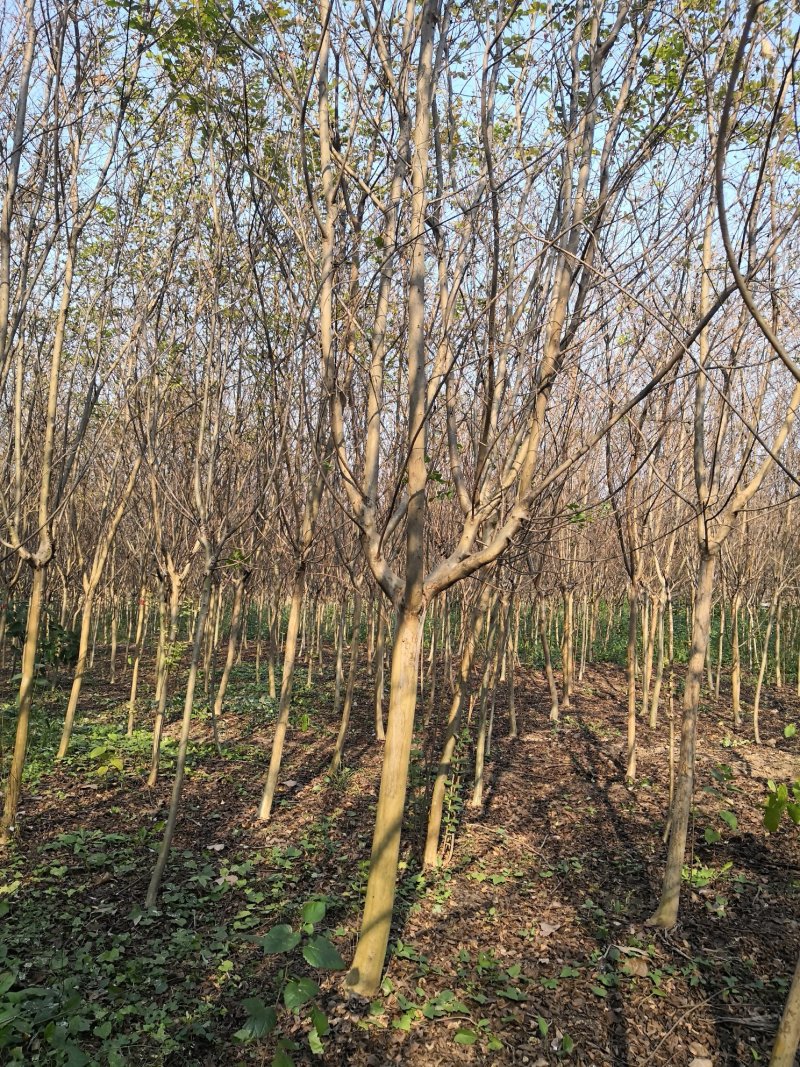 紫薇产地/美国紫薇/川红紫薇