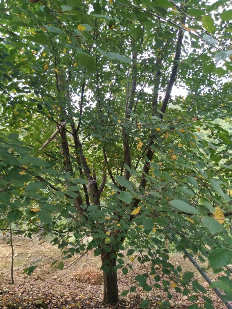 樱花行情/图片/产地/价格/供应