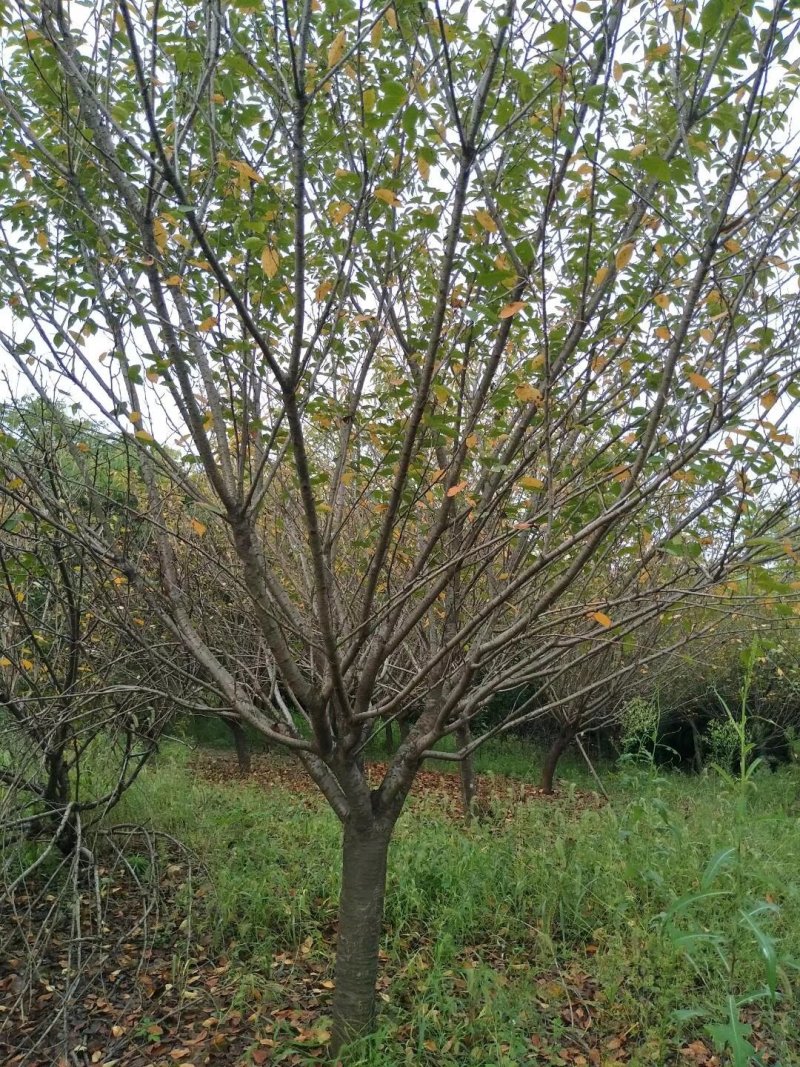 樱花行情/图片/产地/价格/供应