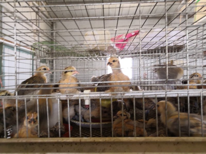 青脚土鸡苗出壳苗35~45克通货厂家直销