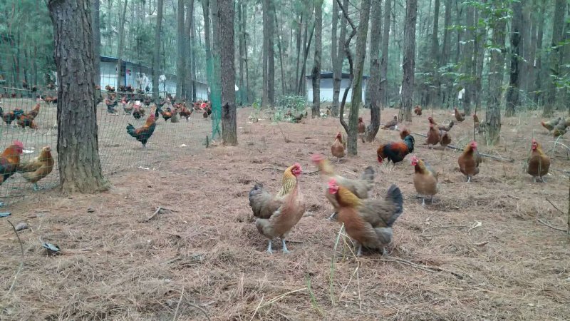 青脚土鸡苗出壳苗35~45克通货厂家直销