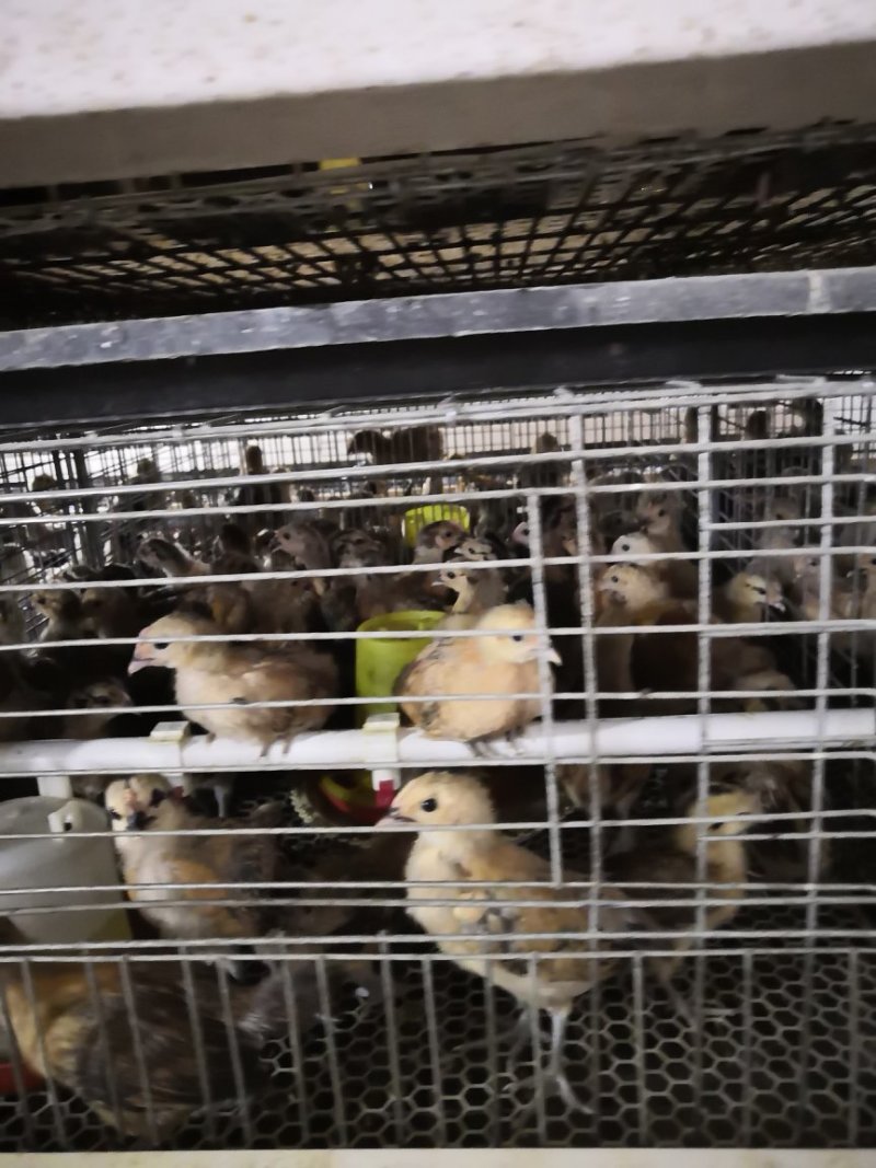 青脚土鸡苗出壳苗35~45克通货厂家直销