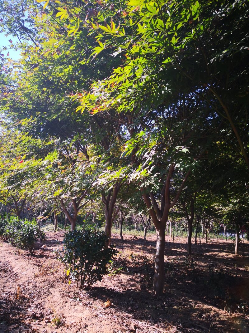 基地特价供应鸡爪槭1一20公分！鸡爪槭产地/行情/报价