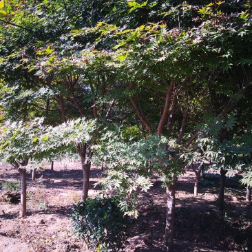 基地特价供应鸡爪槭1一20公分！鸡爪槭产地/行情/报价