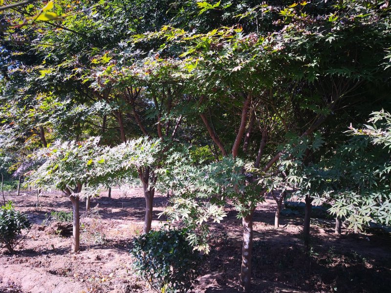 基地特价供应鸡爪槭1一20公分！鸡爪槭产地/行情/报价