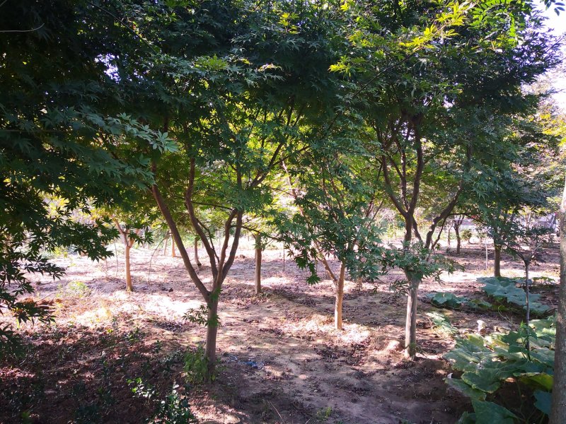 基地特价供应鸡爪槭1一20公分！鸡爪槭产地/行情/报价