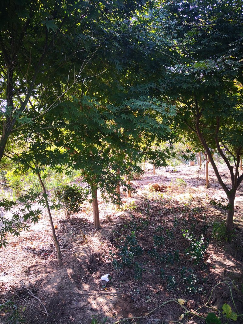 基地特价供应鸡爪槭1一20公分！鸡爪槭产地/行情/报价