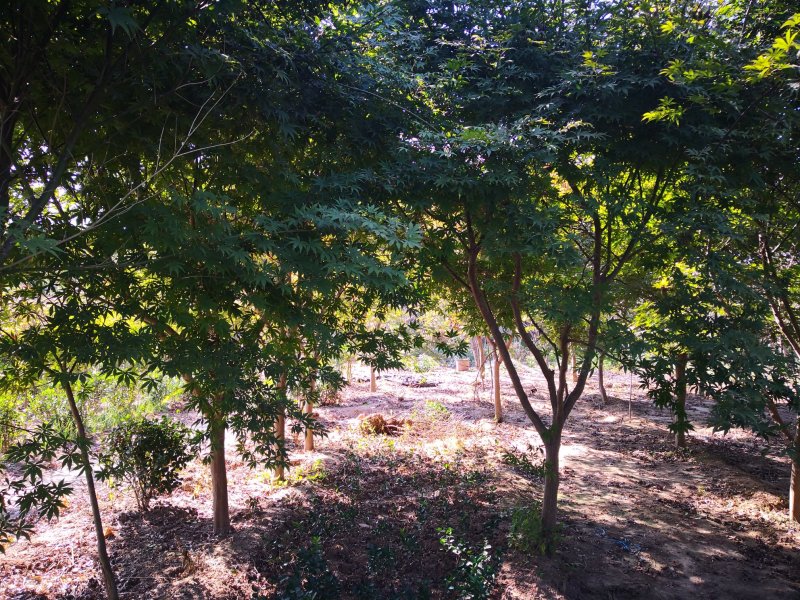 基地特价供应鸡爪槭1一20公分！鸡爪槭产地/行情/报价