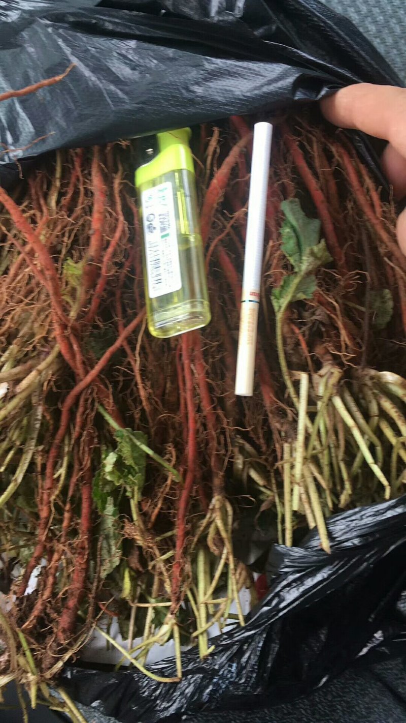 丹参苗子，种子，基地苗可以上门考察。一手货源