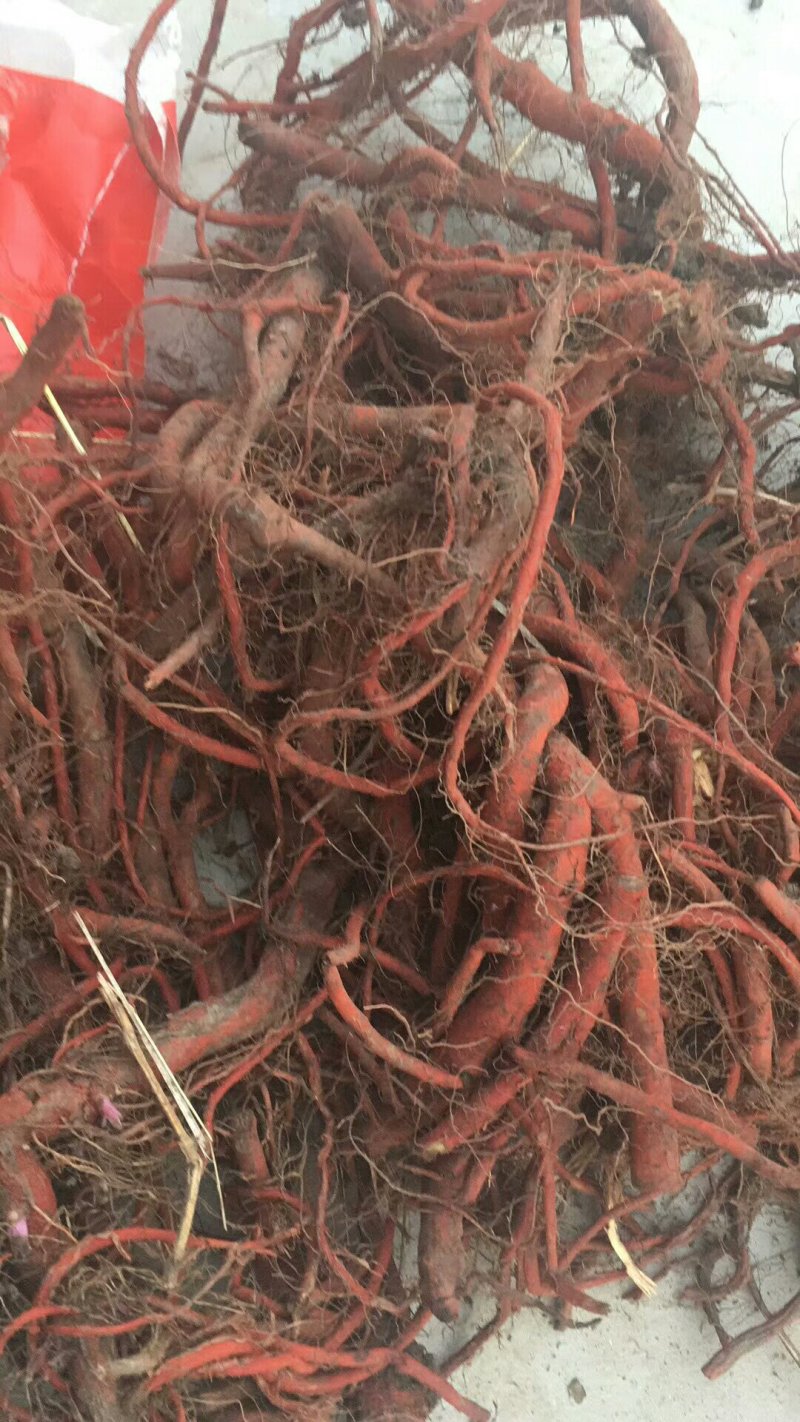 丹参苗子，种子，基地苗可以上门考察。一手货源