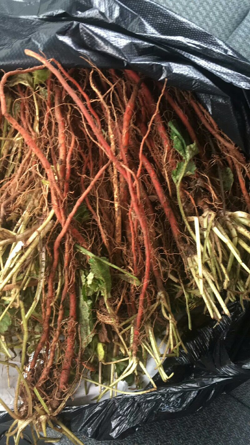 丹参苗子，种子，基地苗可以上门考察。一手货源