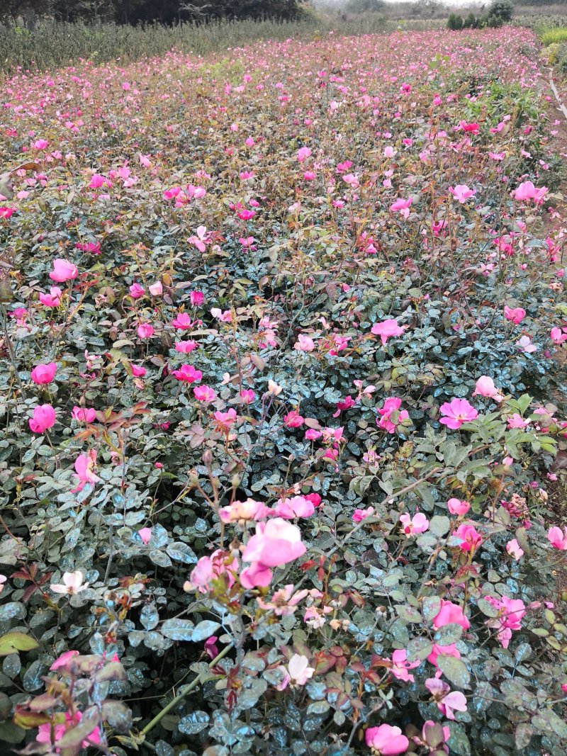 基地特价处理丰花月季红帽月季！月季产地