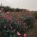 基地特价处理丰花月季红帽月季！月季产地