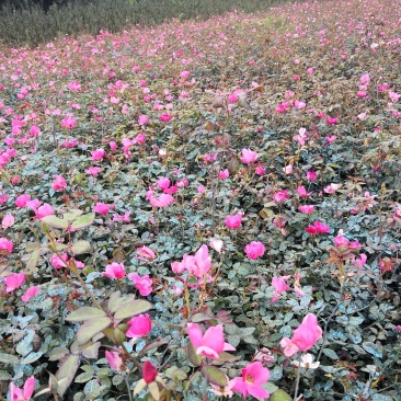 基地特价处理丰花月季红帽月季！月季产地