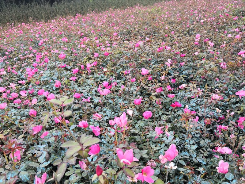 基地特价处理丰花月季红帽月季！月季产地