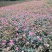 基地特价处理丰花月季红帽月季！月季产地