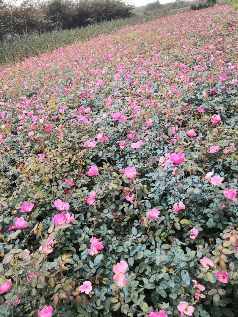 基地特价处理丰花月季红帽月季！月季产地