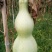 供应大八宝(90公分左右)，大瓢油锤疙瘩等葫芦文玩种子
