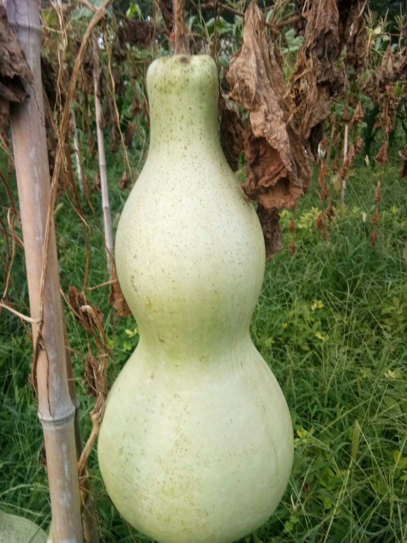 供应大八宝(90公分左右)，大瓢油锤疙瘩等葫芦文玩种子