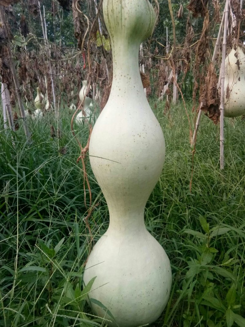 供应大八宝(90公分左右)，大瓢油锤疙瘩等葫芦文玩种子