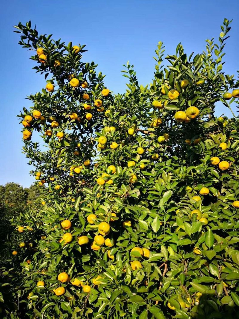 新余蜜橘