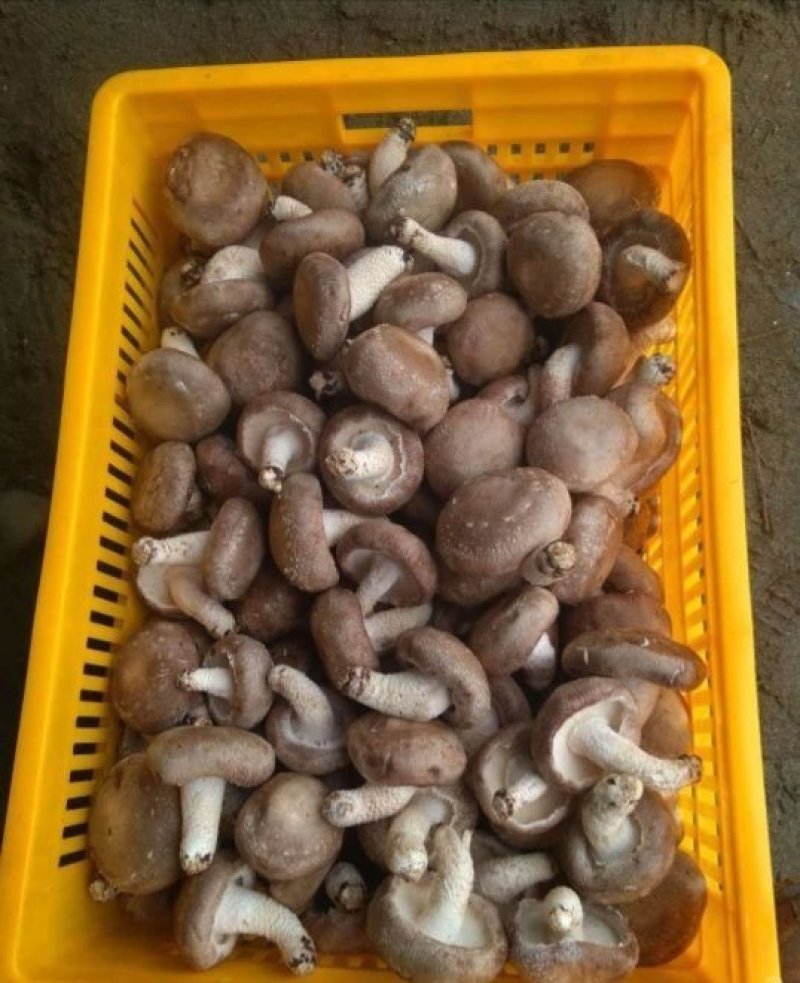 香菇