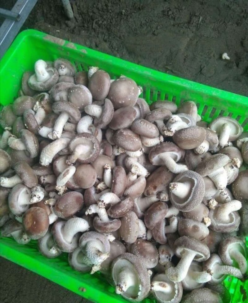 香菇