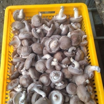 香菇