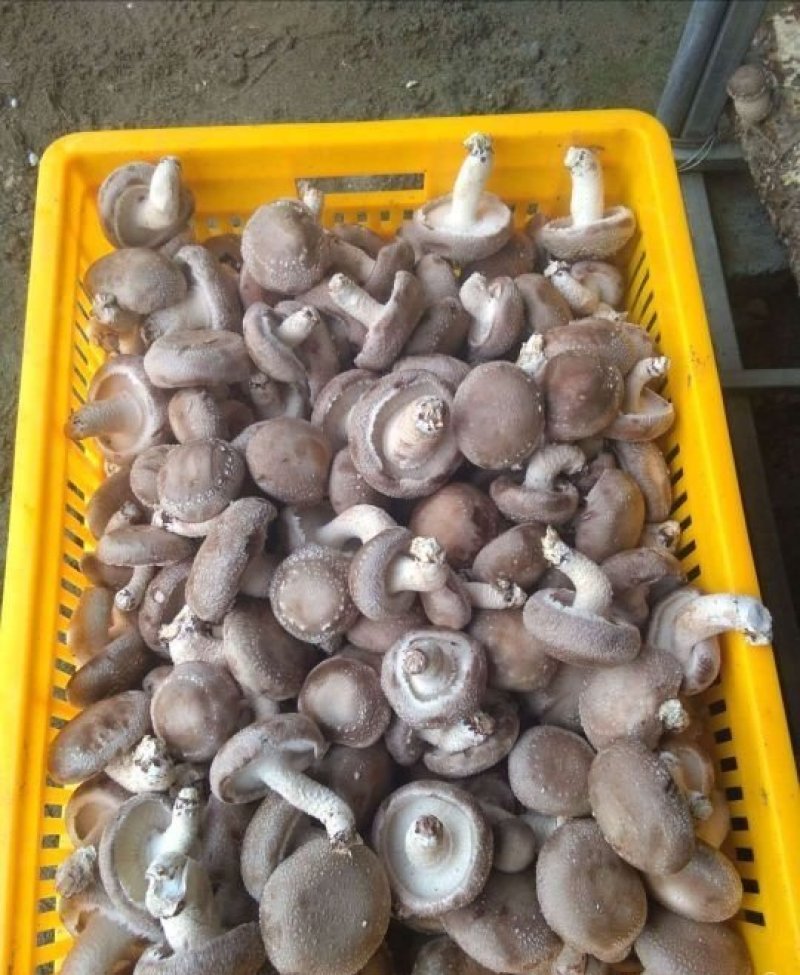 香菇