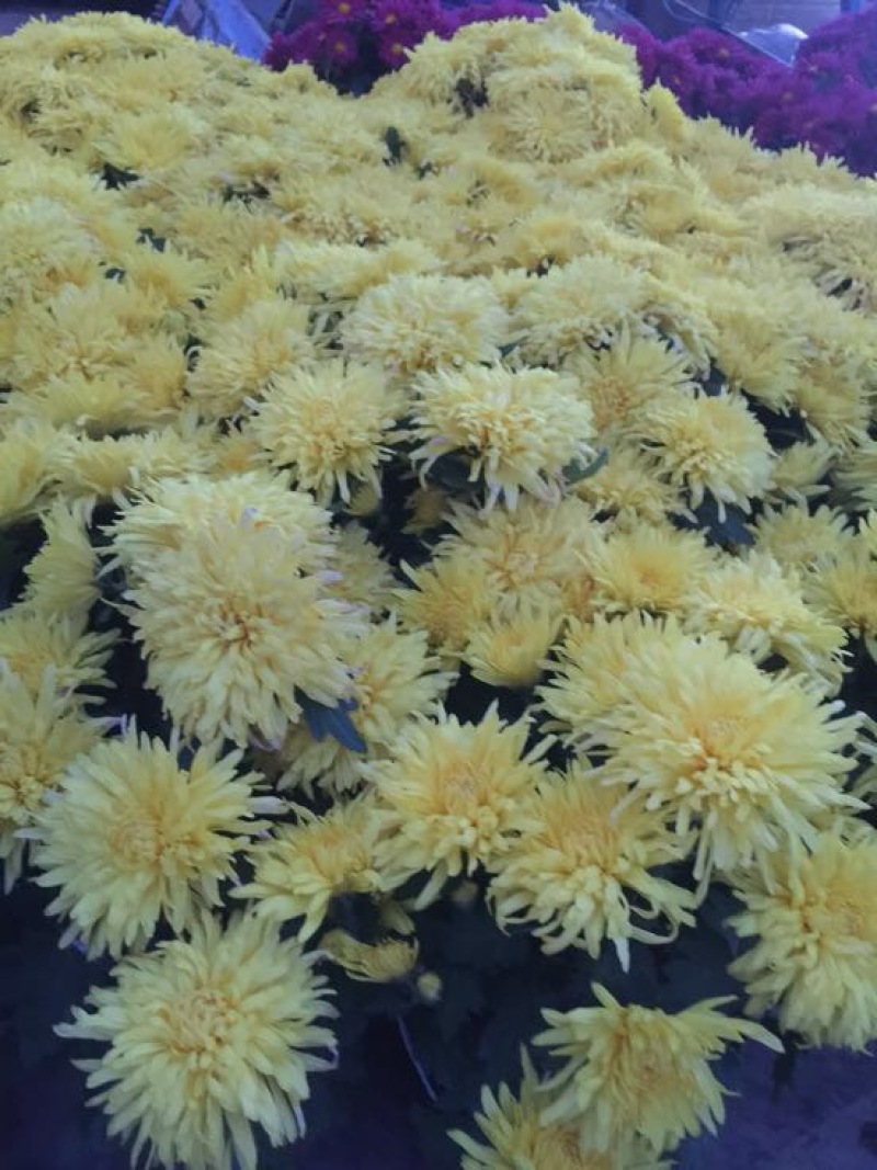 黄山贡菊