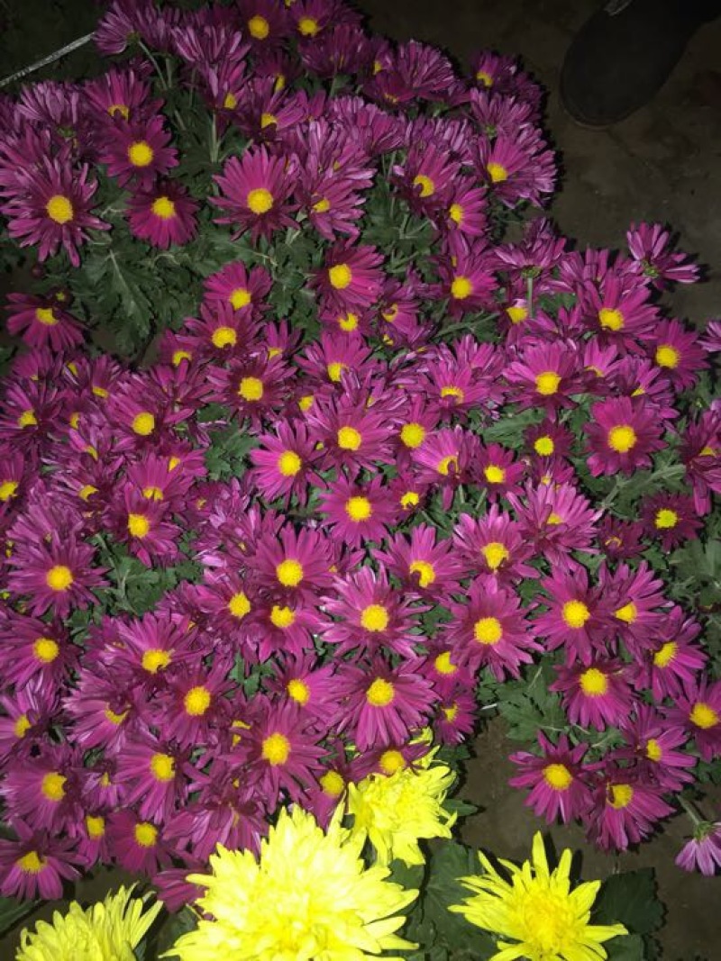 黄山贡菊