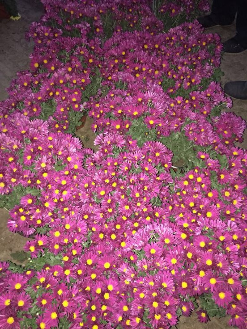 黄山贡菊