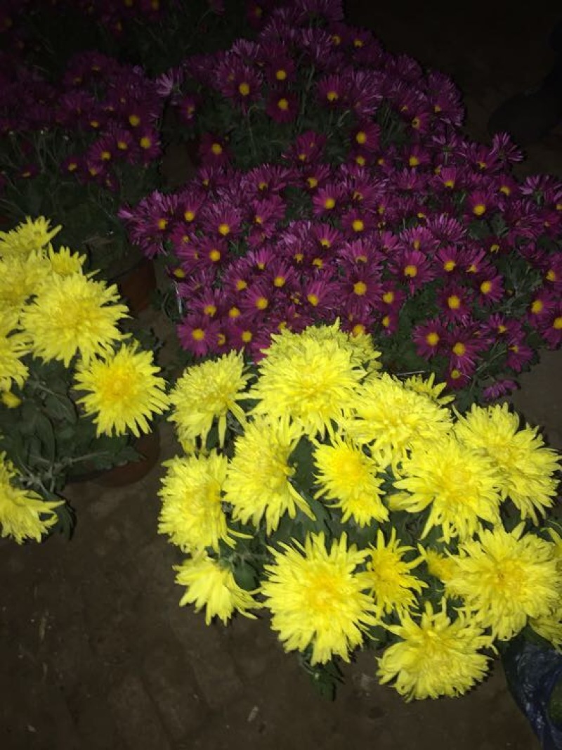 黄山贡菊