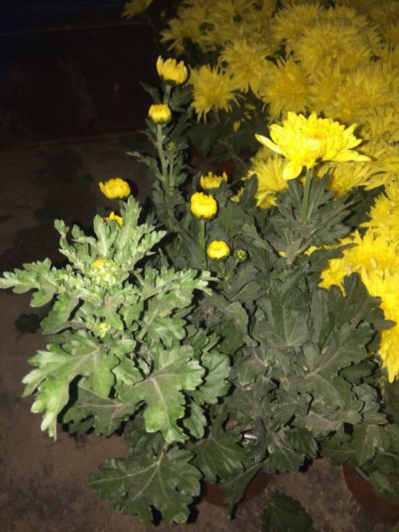 黄山贡菊