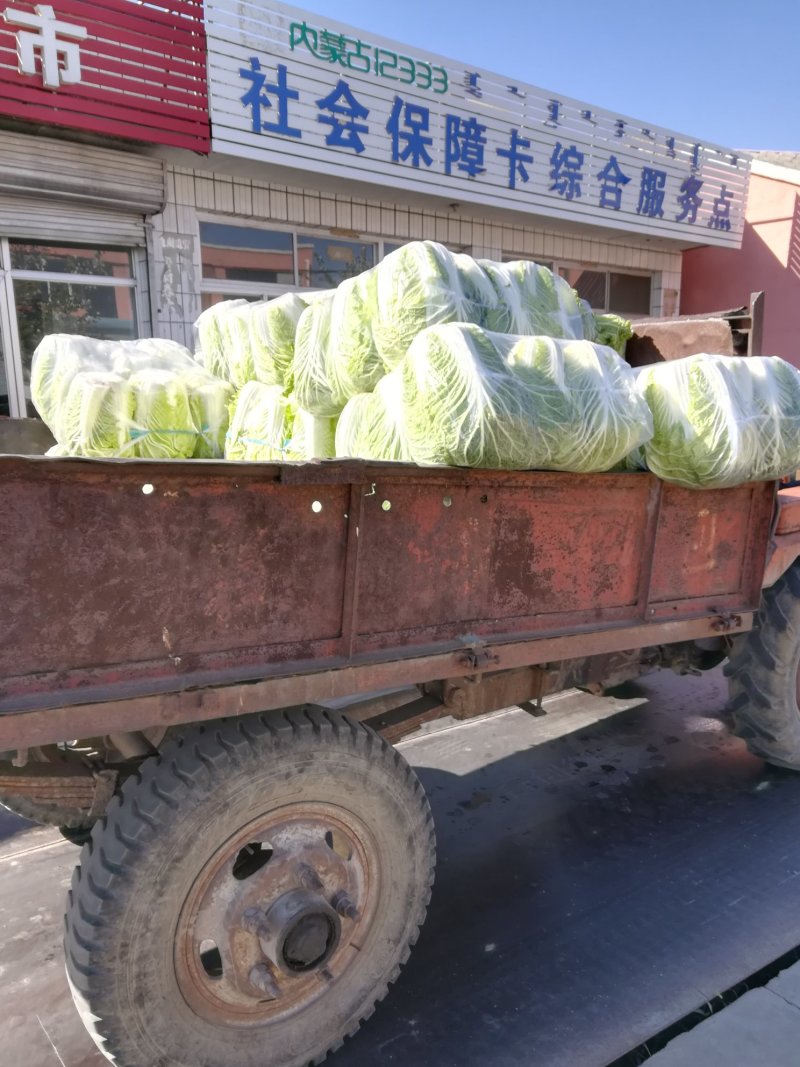 青麻叶和刨头白
