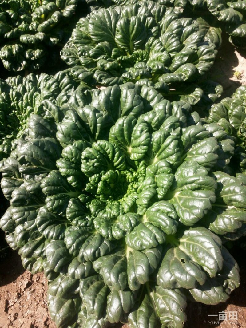 菊花菜