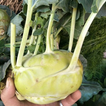 苤蓝