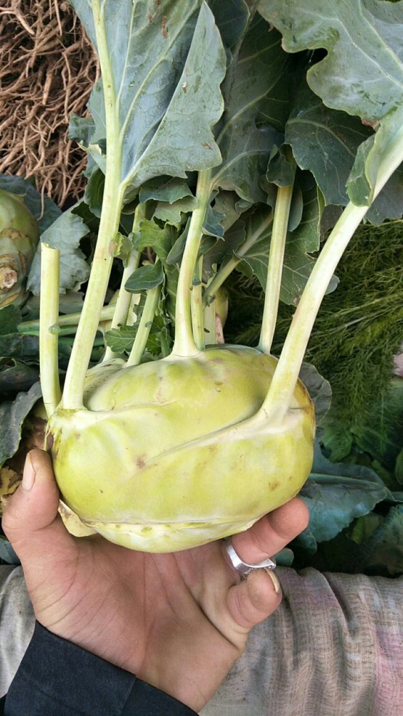 苤蓝