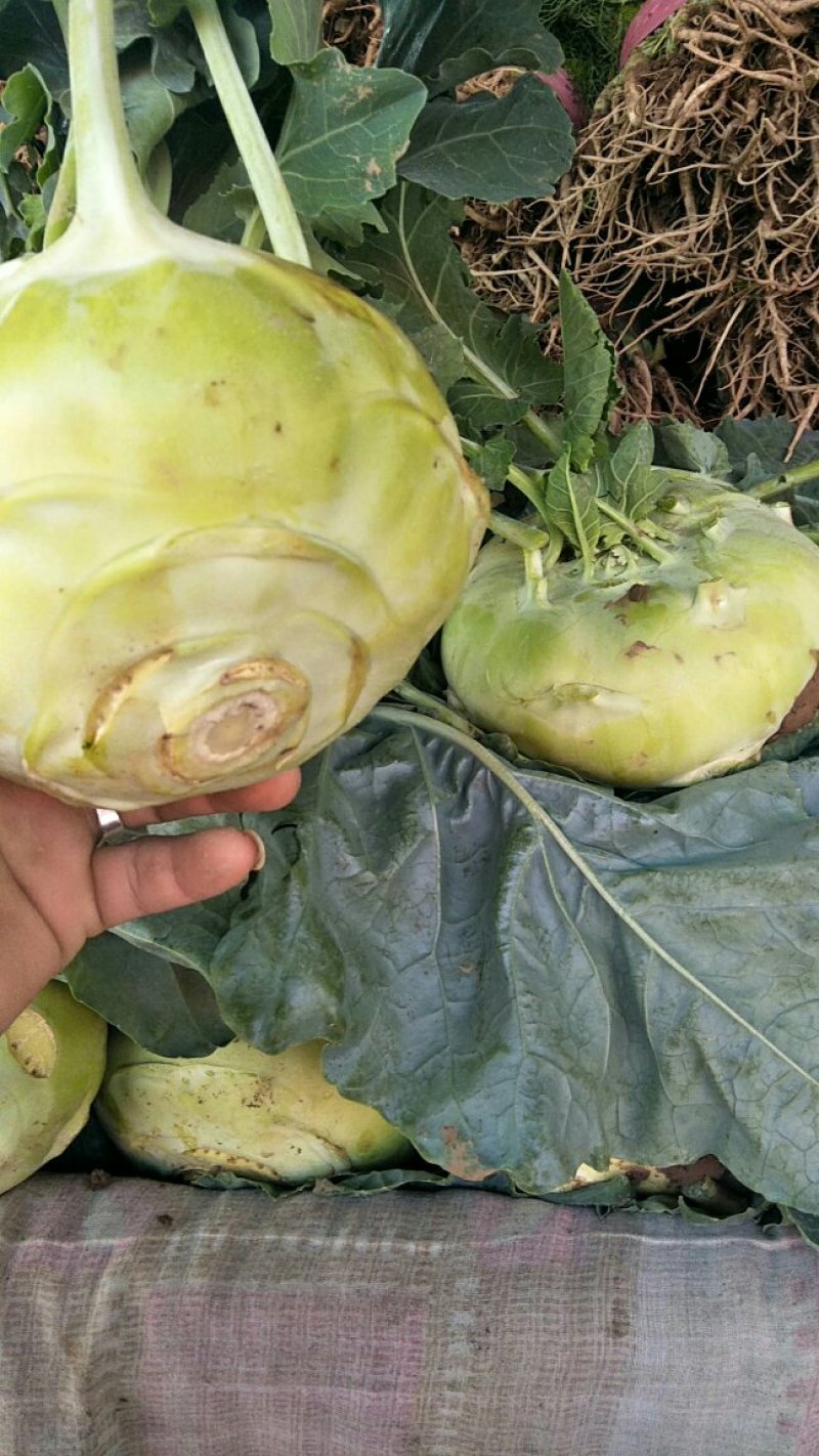 苤蓝