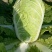 秋黄白菜7斤以上毛菜