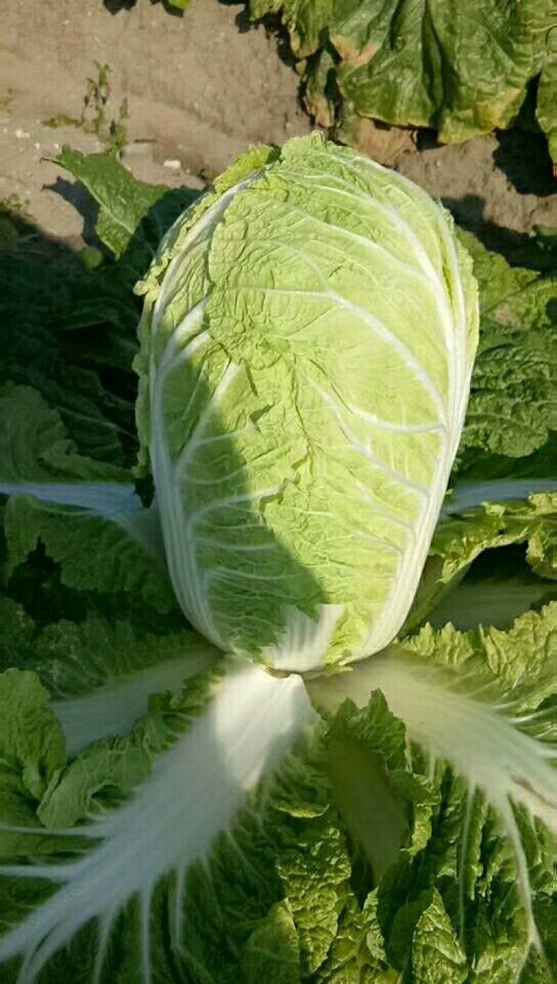 秋黄白菜7斤以上毛菜