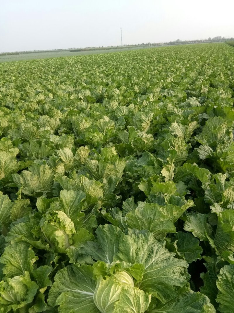 秋黄白菜7斤以上毛菜