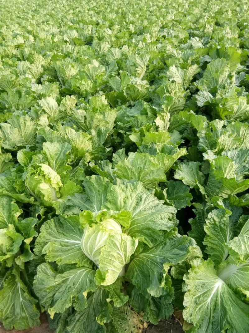 秋黄白菜7斤以上毛菜