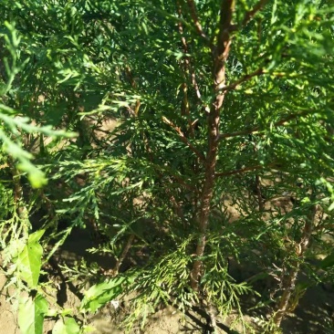 侧柏