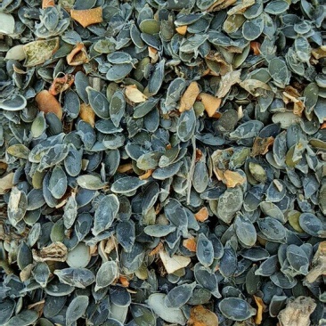 精品无壳葫芦籽